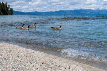 Sugar Pine Point Beach on Lake Tahoe with its beach, pine trees, and beautiful clear water.