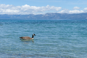 Sugar Pine Point Beach on Lake Tahoe with its beach, pine trees, and beautiful clear water.