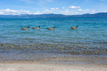 Sugar Pine Point Beach on Lake Tahoe with its beach, pine trees, and beautiful clear water.
