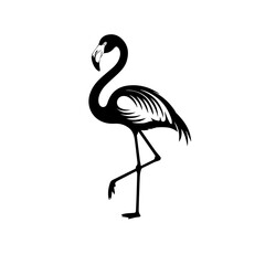 flamingo on white background