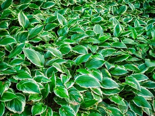 신선한 자연 녹색 잎사귀 
