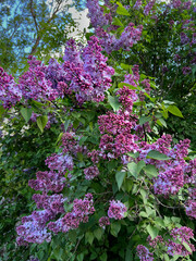 Close-up of Lilac Flowers Blooming in Springtime. Vibrant purple lilac flowers in full bloom. Lilac 