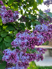 Close-up of Lilac Flowers Blooming in Springtime. Vibrant purple lilac flowers in full bloom. Lilac 