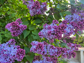 Close-up of Lilac Flowers Blooming in Springtime. Vibrant purple lilac flowers in full bloom. Lilac 
