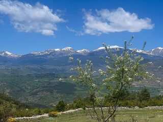 Majestic Mountain Vista with Blooming Tree Under a Blue Sky. Scenic view of rolling hills. Mountain range with wildflowers. Landscape with Rolling Hills and Cloudy. 