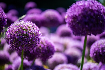 fiori colori e non