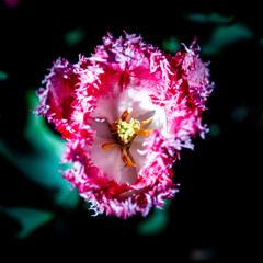 fiori colori e non