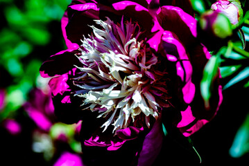 fiori colori e non