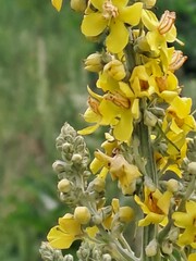 Obraz premium yellow flowers
