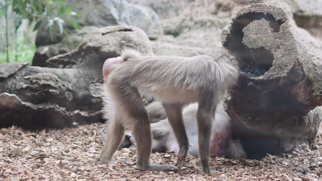 Drill monkeys resting around rocky, forest-like habitat at Bioparc Valencia, displaying natural behavior in peaceful, eco-conscious wildlife setting