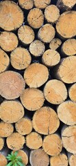 stack of firewood