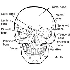 human skull anatomy with English labels 