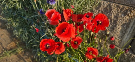 red poppy in a garden