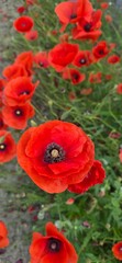 red poppy flowers