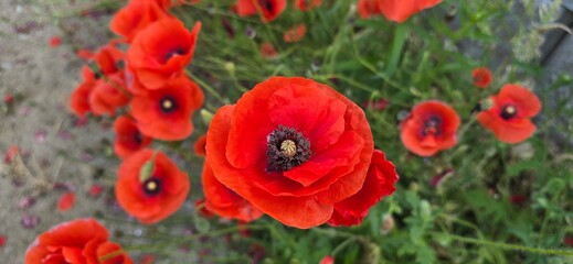 Fototapeta premium red poppy flowers
