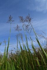 green grass and blue sky