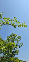 green leaves against blue sky