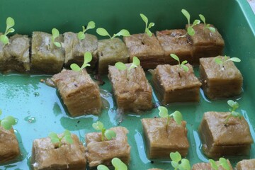 Hydroponic Vegetable Seeds in Rockwool. Tree seeds for planting.