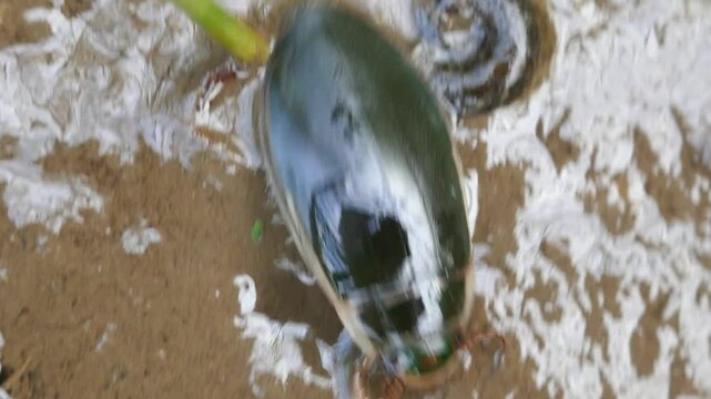 Possibly Great diving beetle (Dytiscus marginalis) in shallow water (dry spell). North Europe lake