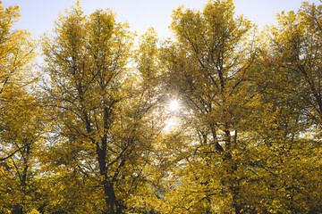 Golden autumn trees in Oslo shine under a clear blue sky, with sunlight beaming through the leaves—capturing nature warmest farewell before winter arrival