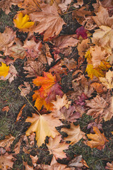 Rich carpet of fallen maple leaves in shades of amber, orange, and crimson marks the peak of autumn beauty on Oslo forest floor