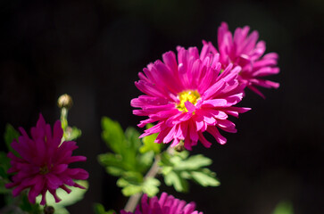 close up of pink flower
