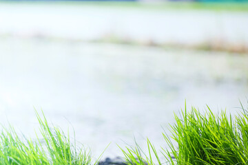 Rice paddies filled with water, where rice is grown, in summer	