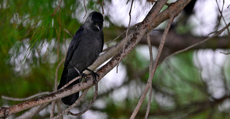 Western jackdaw // Dohle (Corvus monedula spermologus) - Bari, Italy