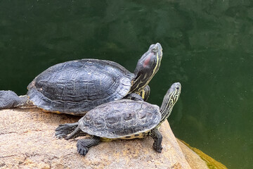 Family of turtles basking by the water on a sunny afternoon at the pond