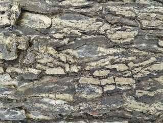 Close up of tree bark or wooden texture background