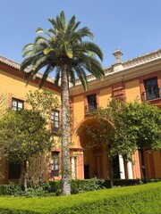 palm tree in front of a house