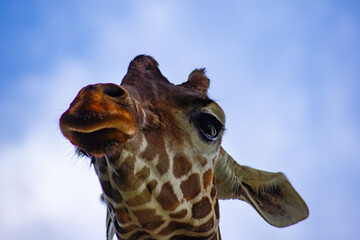 下から見上げたアミメキリン（網目麒麟）の顔アップ ― ユニークでインパクトのある表情｜Reticulated Giraffe (Giraffa reticulata) Up Close from Below — Unique and Comical Facial Expression