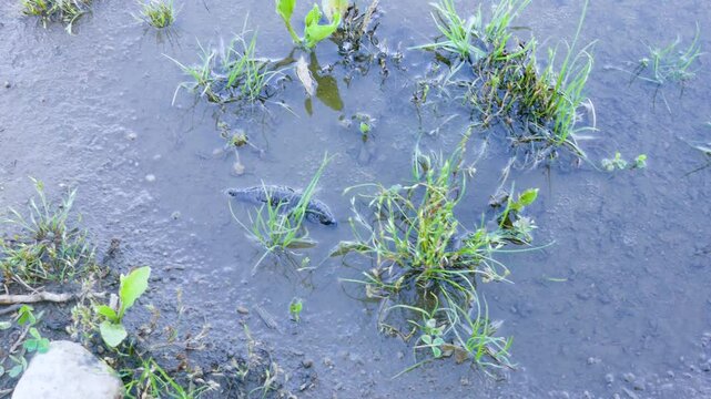 Larva of a predatory insect in a swampy pond. The water beetle (Dityscus) grub moves to another body of water due to drying out. Limnodium of North-Eastern Europe