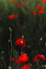 Naklejka premium red poppy flowers