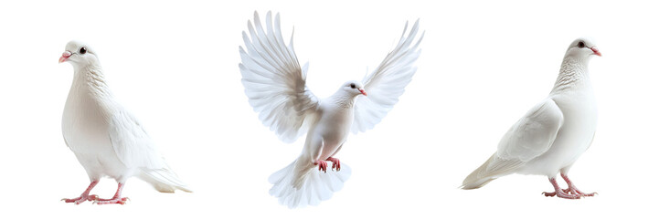 Obraz premium Set of white doves isolated on transparent background PNG