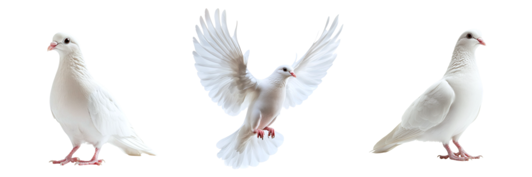 Set of white doves isolated on transparent background PNG