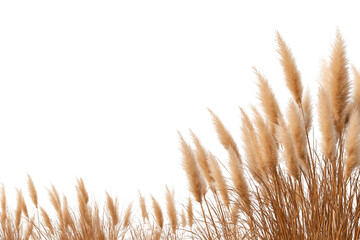 Golden Pampas Grass Isolated White
