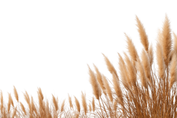 Golden pampas grass isolated on white background