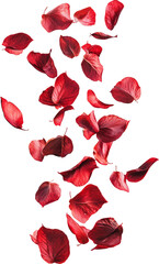 red flower petal falling down 