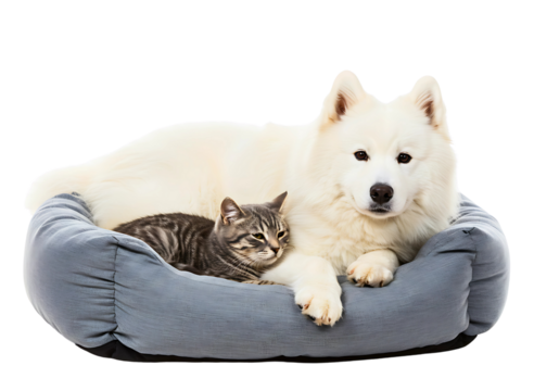 Cute dog and cat relaxing in pet bed isolated on transparent background