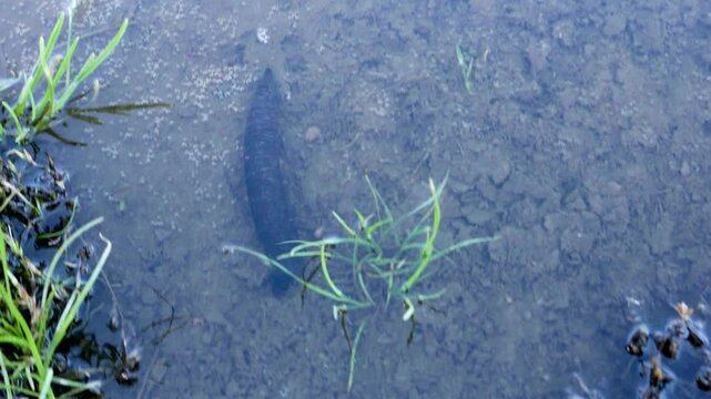 Larva of a predatory insect in a swampy pond. The water beetle (Dityscus) grub moves to another body of water due to drying out. Limnodium of North-Eastern Europe