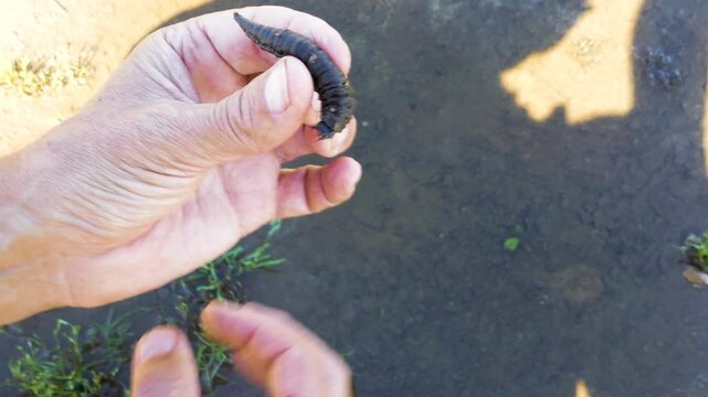 Larva of a predatory insect in a swampy pond. The water beetle (Dityscus) grub moves to another body of water due to drying out. Limnodium of North-Eastern Europe. In hand