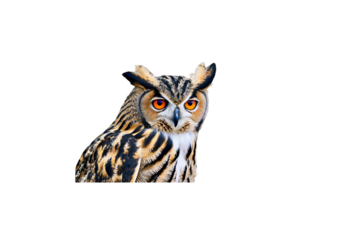 Majestic Eurasian Eagle-Owl with Striking Orange Eyes – Isolated on White Background

