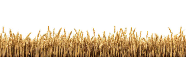 Golden Wheat Field - A Bountiful Harvest
