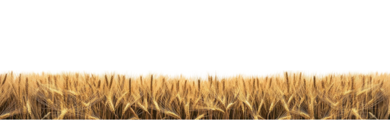 Golden Wheat Field: A Bountiful Harvest