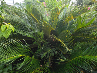 tropical palm tree