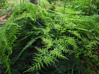 fern in the forest