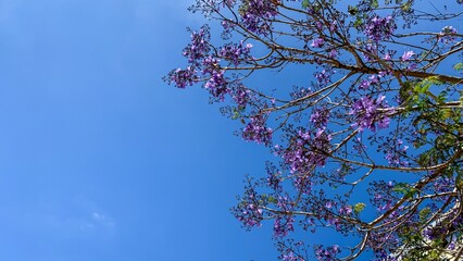 Jacaranda blossoms waltz against azure skies, whispering tales of spring equinox and Southern...