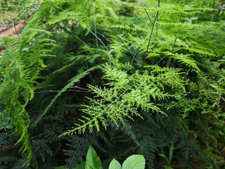 fern in the forest