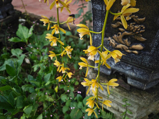 yellow flowers in the garden